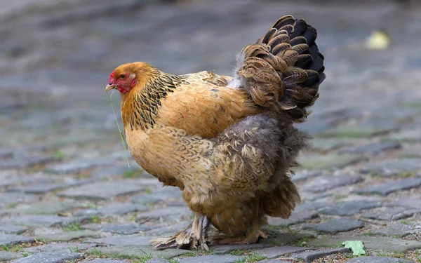 全身上下站着的褐色鸡鸡 — 图库照片