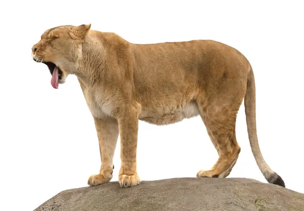 Lioness Standing Rock Yawning Lazy Tired — Stock Photo, Image