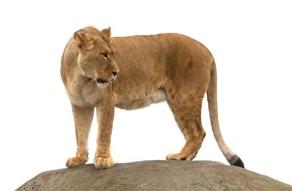 Lioness Standing Rock Watching Her Surroundings — Stock Photo, Image