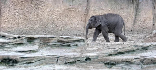 Caminhada Elefante Bebé Direita Para Esquerda — Fotografia de Stock