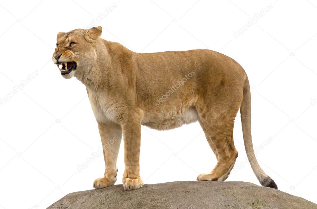 Lioness standing on a rock, showing her teeth