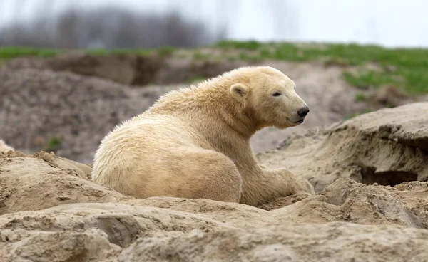 Waking Polar Bear Sand Mighty Bear — Stock Photo, Image