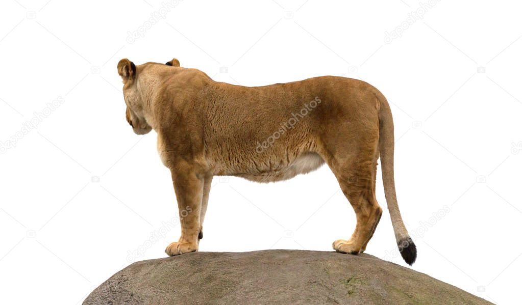 Lioness standing on a rock, watching her surroundings