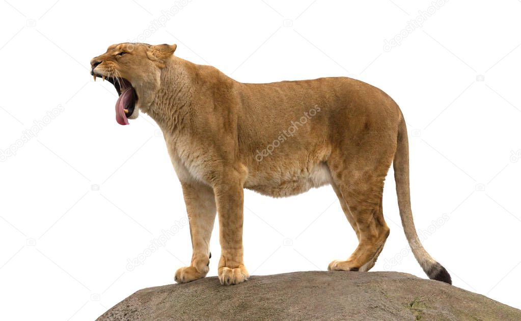 Lioness standing on a rock, yawning, lazy and tired