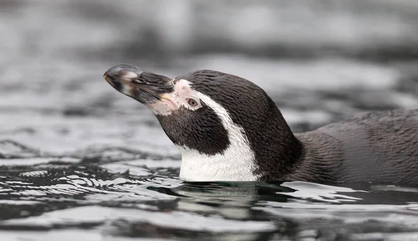 Humboldt Pingüino Nadando Agua Fría —  Fotos de Stock