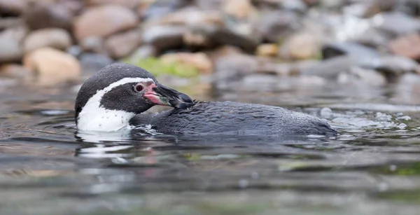 Humboldt Penguin Swimming Cold Water — Stock Photo, Image