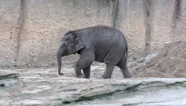 Caminhada Elefante Bebé Direita Para Esquerda — Fotografia de Stock