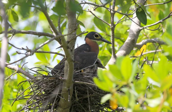 Bird Nesting Tree Protecting Young Gambia — Stock Photo, Image