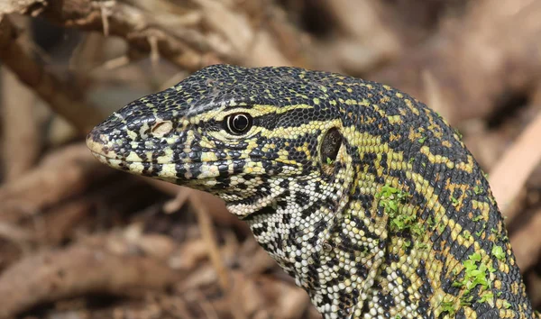 Monitor Lizard Gambia Selective Focus — Stock Photo, Image