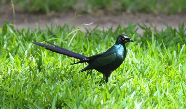 Uccello Blu Gambia Piedi Sull Erba — Foto Stock