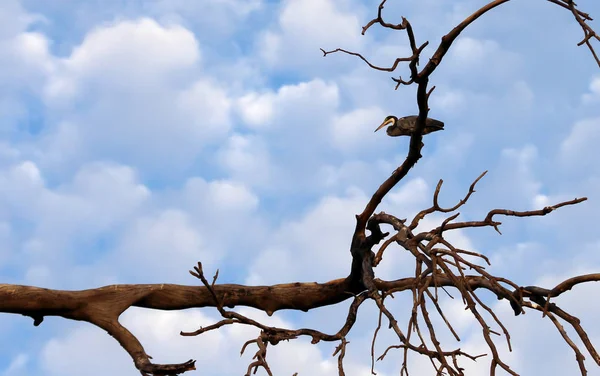 Ardea Melanocephala Uccello Airone Albero Gambia — Foto Stock