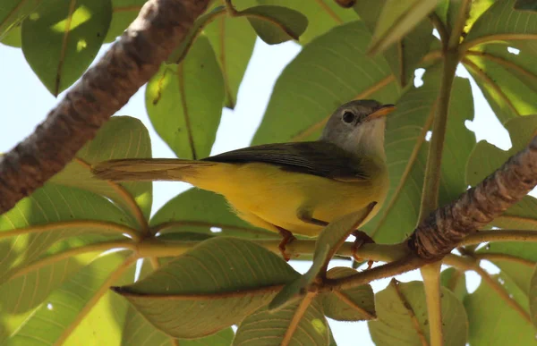 Kleiner Vogel Gambia Der Einem Baum Sitzt — Stockfoto
