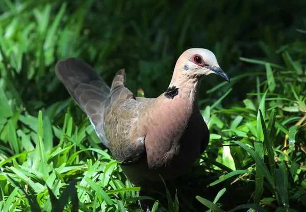 Paloma Tortuga Streptopelia Turtur Pájaro Del Bosque Palomas Hábitat Natural —  Fotos de Stock