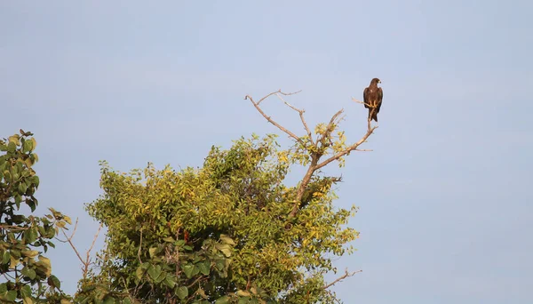 Bruine Roofvogel Een Boom Gambia — Stockfoto