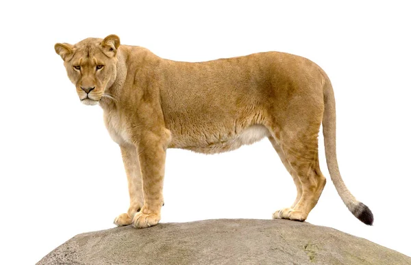 Lioness Standing Rock Watching Her Surroundings — Stock Photo, Image