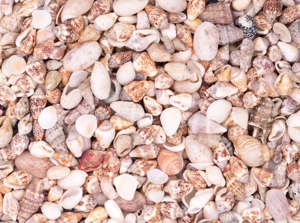 Shells Many Types Sizes Background — Stock Photo, Image