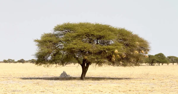 Kalahari Botswana Nın Ortasındaki Diken Ağacı — Stok fotoğraf