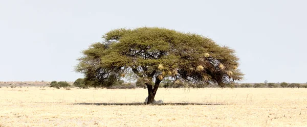 Kalahari Botswana Nın Ortasındaki Diken Ağacı — Stok fotoğraf