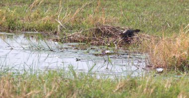 Botswana 'da küçük bir gölün kenarında dinlenen timsah.