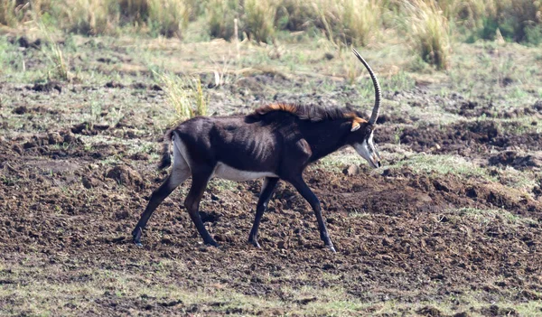 Zibellino Antelope Hippotragus Niger Passeggiata Botswana — Foto Stock