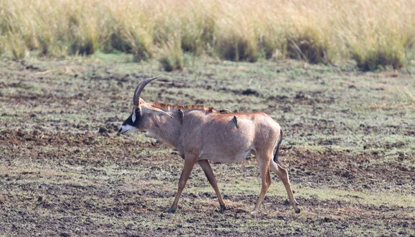 一只背着鸟的棕色羚羊 博茨瓦纳 — 图库照片