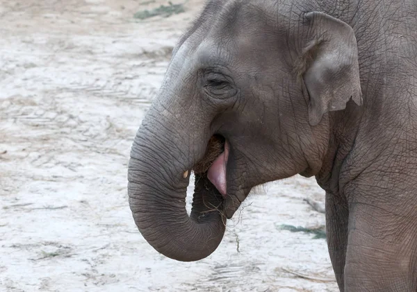 Elefante Africano Comer Grama Close Pequenas Presas — Fotografia de Stock