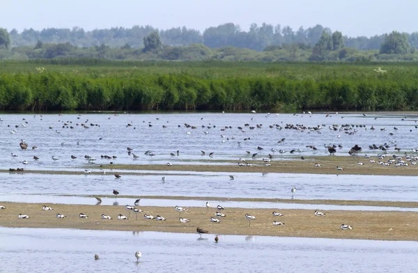 Duża Grupa Ptaków Wodach Przybrzeżnych Holandia — Zdjęcie stockowe