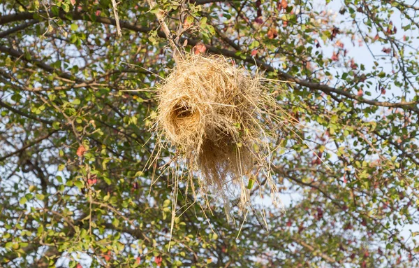 Nest Eines Webers Hoch Oben Baum — Stockfoto