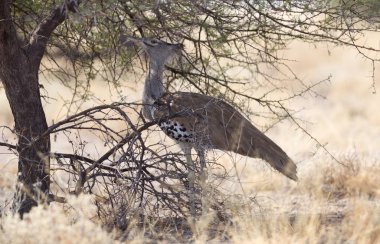 Koritrap, Kori Bustard, Ardeotis Kori - Çalılıklarda saklanıyor