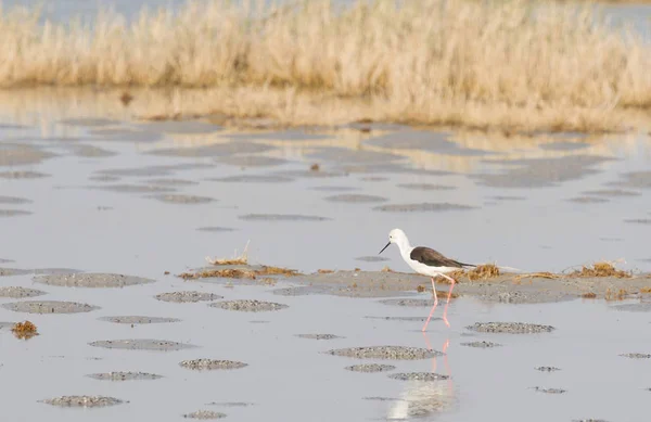 Steltkluut Kara Kanatlı Stilt Himantopus Himantopus Botswana — Stok fotoğraf