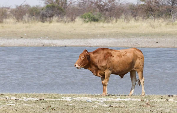 Cattle Farm Cow Side Road Botswana — Stock Photo, Image