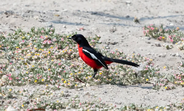 Crimson Breasted Shrike Zitten Tussen Kleine Bloemen Grond — Stockfoto