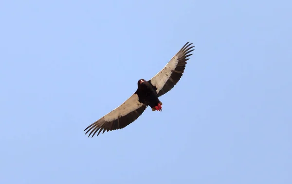 Bateleur Vliegt Boven Kalahari Botswana — Stockfoto