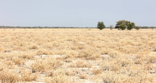 Kalahari desert, salt flat, no where, empty plain — Stock Photo, Image