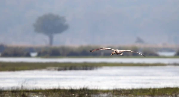 Ibis Odlatuje Botswanie Dzika Przyroda Północna Botswana — Zdjęcie stockowe
