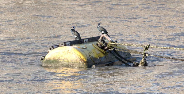 Cormorants on a buoy — стоковое фото