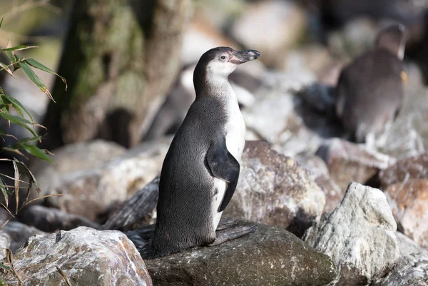 Pinguin en captivité — Photo