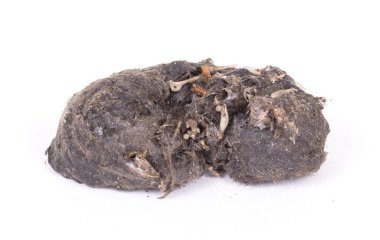 Bir yırtıcı kuş (Owl), bırakma, fare kafatası ve kemikler