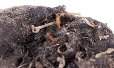 Bir yırtıcı kuş (Owl), bırakma, fare kafatası ve kemikler