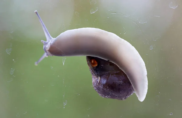 Звичайний садовий равлик вид знизу вікно зі скла Дітрі — стокове фото