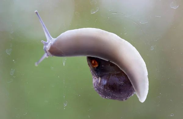 Common garden snail underside view - Ditry glass window — Stock Photo, Image