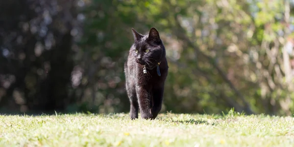 Gato negro en el jardín — Foto de Stock