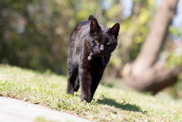 Gato negro en el jardín — Foto de Stock