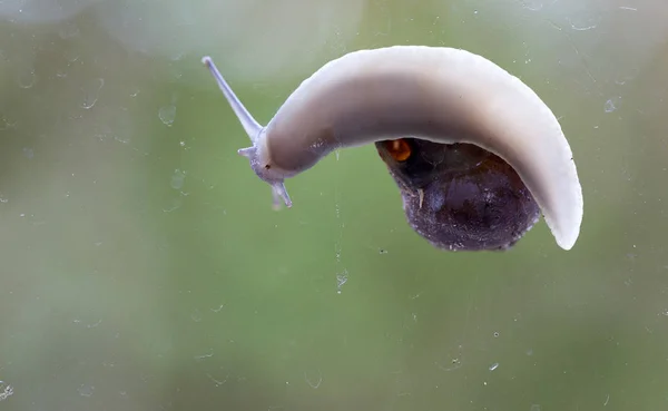 일반적인 정원 달팽이 밑면 보기 - 디트리 유리 창 — 스톡 사진