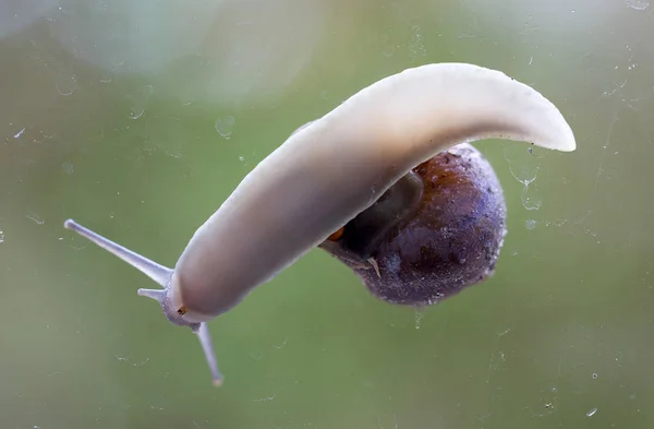 Common garden snail underside view - Ditry glass window — Stock Photo, Image