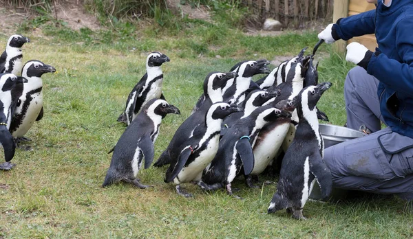 Pinguin wordt gevoed — Stockfoto