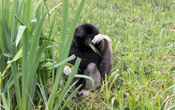 Adult white handed gibbon — Stock Photo, Image