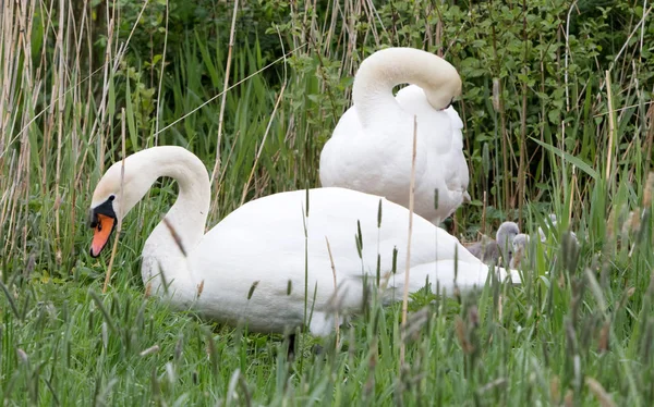 Couple swan with young swans — Stock Photo, Image