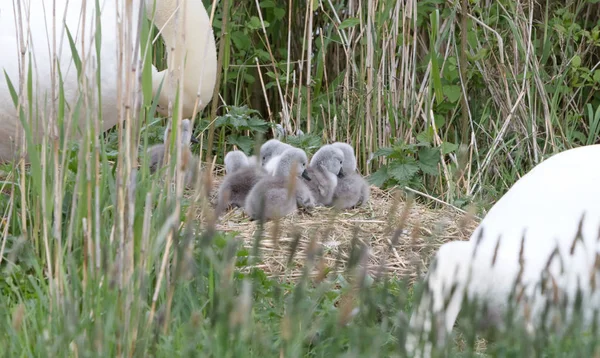 Couple cygne avec de jeunes cygnes — Photo