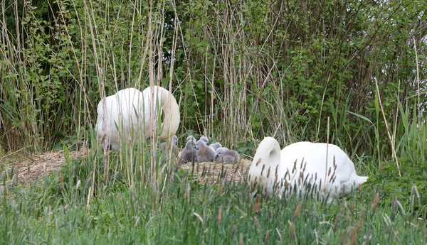 Par swan med unga svanar — Stockfoto